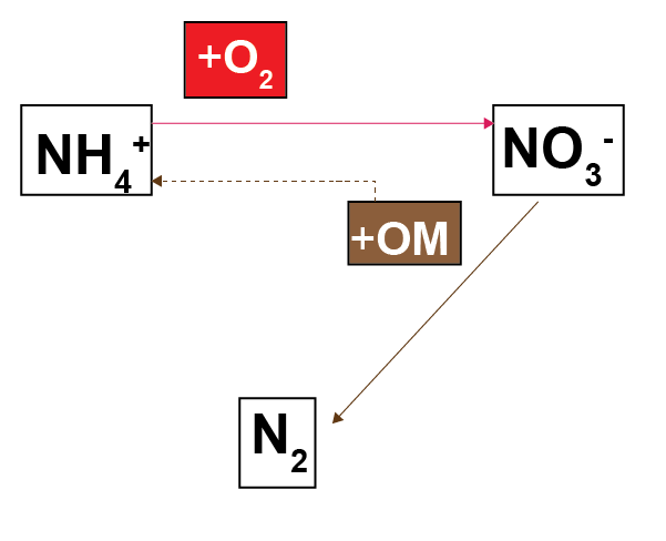 Schematic of the basic nitrogen-organic matter redox process from most other diagenesis models.