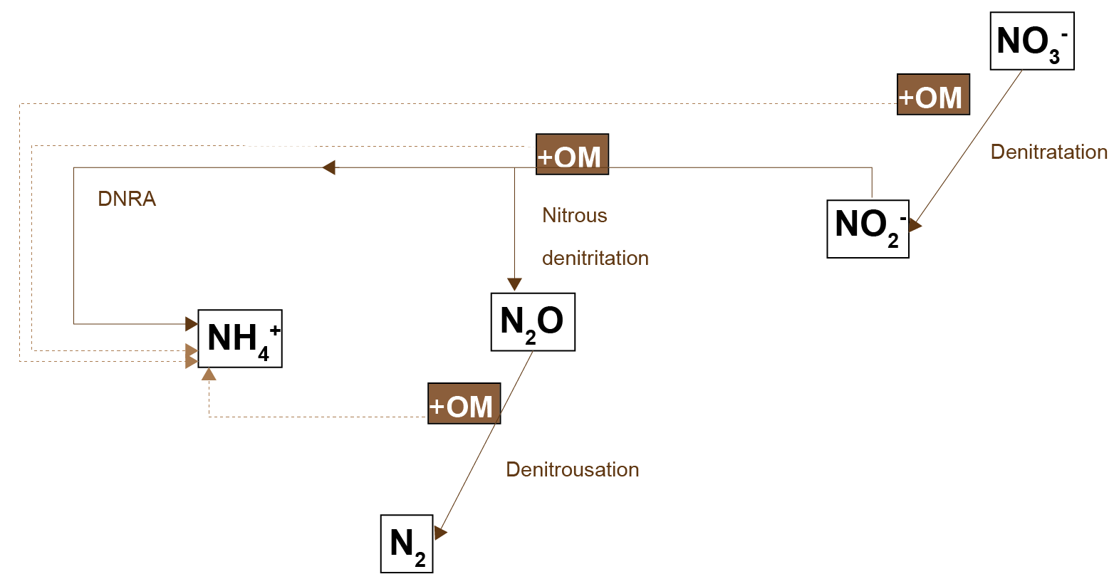Schematic of the nitrogen-organic matter redox processes used in the CANDI-AED model.