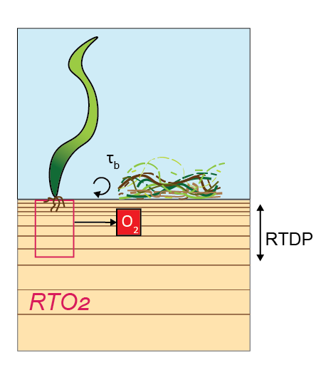 Schematic of macrophyte model: $O_2$ injection into the sediment by seagrass roots and smothering by filamentous algae.