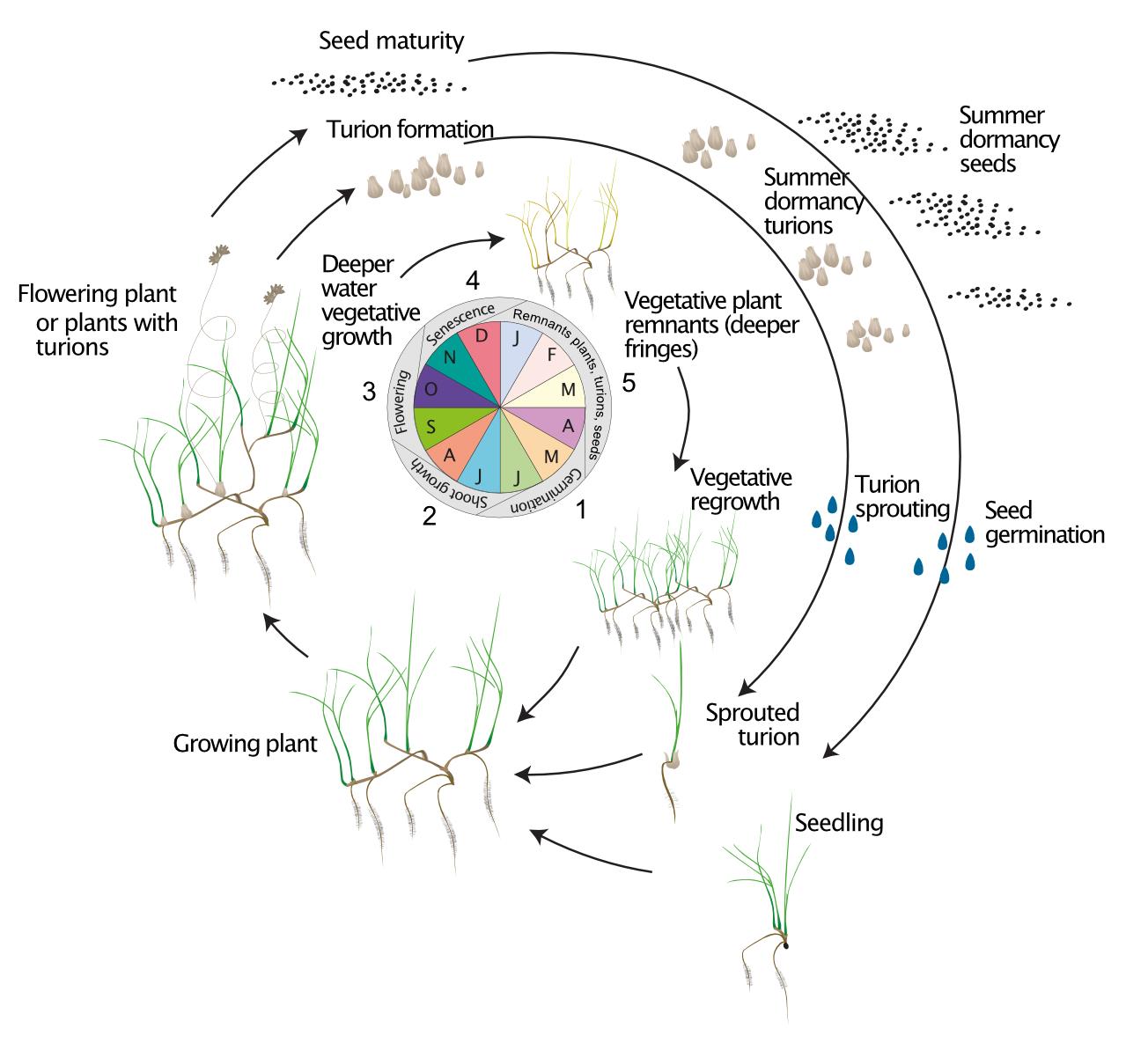 Conceptual diagram of the *R. tuberosa* five-stage life cycle showing annual growth through three possible life cycle pathways: vegetative (whole plant survival); asexual persistence (turions); sexual (seed bank). (Source: Asanopoulos and Waycott, 2020).