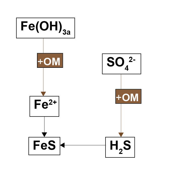 Schematic of the iron and sulfate reduction parts of the organic matter oxidation reactions. When both reactions occur, the reduced by-products combine to form $FeS$.