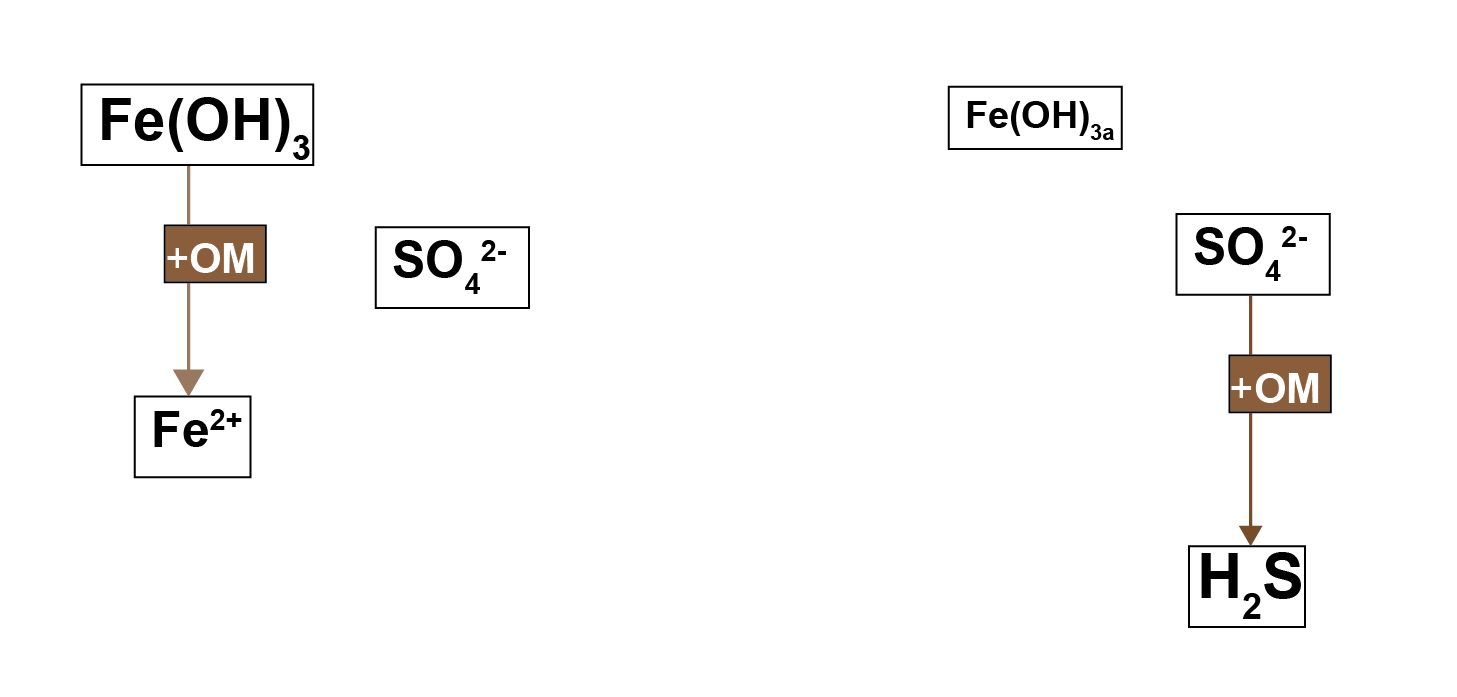 Left – in a system with high concentrations of oxidised iron minerals, iron reduction inhibits sulfate reduction. Right – in a system with less iron, sulfate reduction dominates and $H_2S$ is produced.