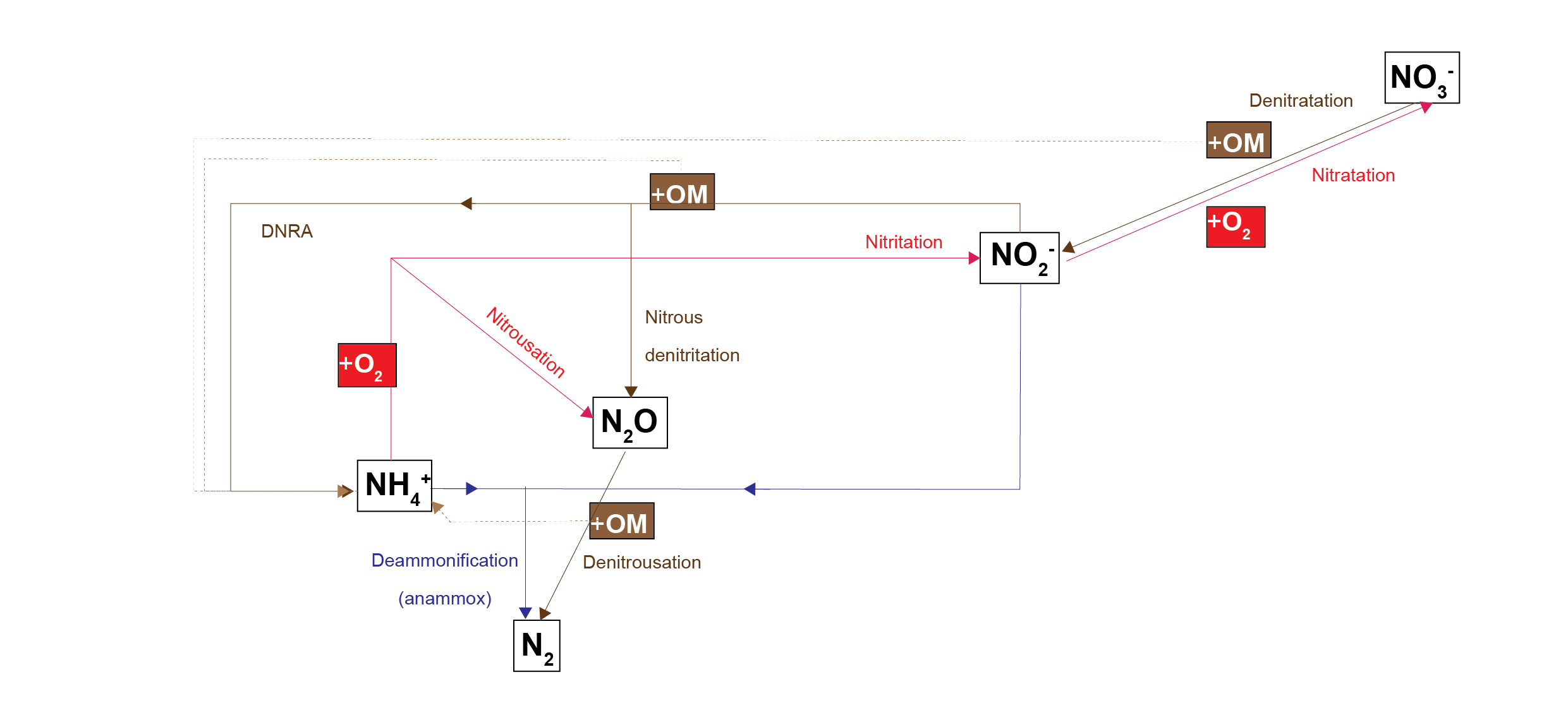 Schematic of the nitrogen redox reactions used in this sediment model. Brown pathways are the oxidation of organic matter by nitrogen species; red pathways are oxidation of nitrogen species by oxygen; the blue pathway is the oxidation of one nitrogen species by another.