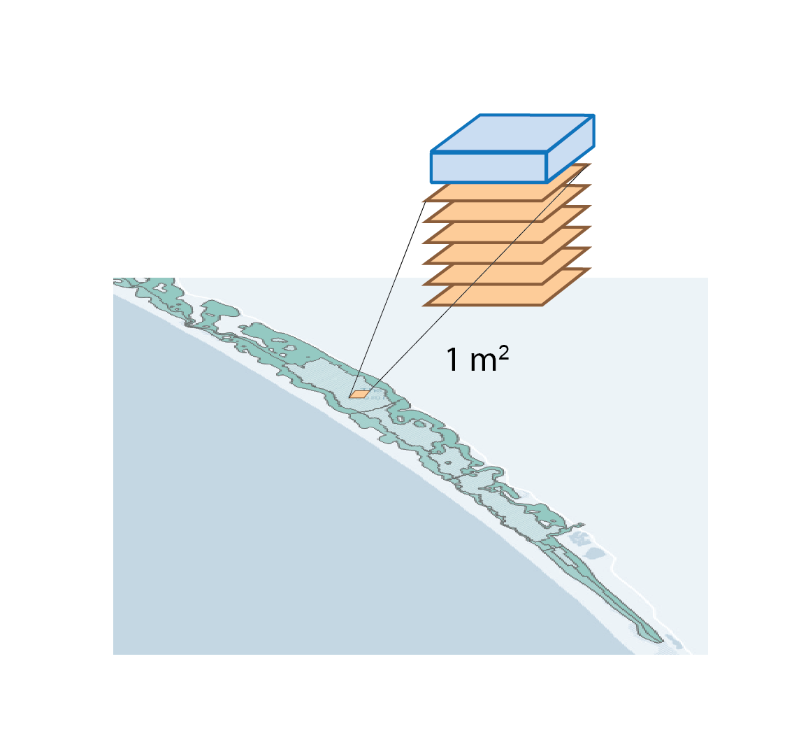 Diagram representing the approach to area in this study. For the purposes of calculating mass, a representative 1 m2 from the South Lagoon was used