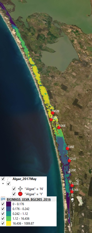 Comparison of observed and simulated Ulva for 2016 (left) and 2017 (right).