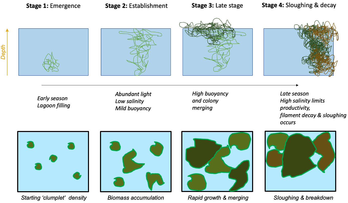 Schematic depicting a new life-stage based macroalgal “clump” model  developed to track seasonal macroalgal biomass development stages and late-stage decay.