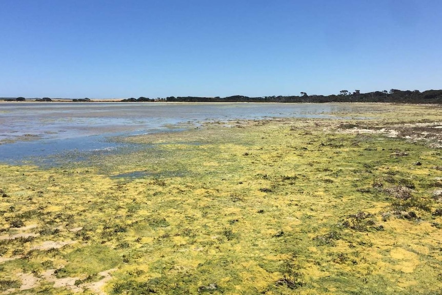 Images of filamentous algae bloom conditions within the Coorong South Lagoon, showing the pervasive extent of biomass accumulation. Photo credit: David Paton.