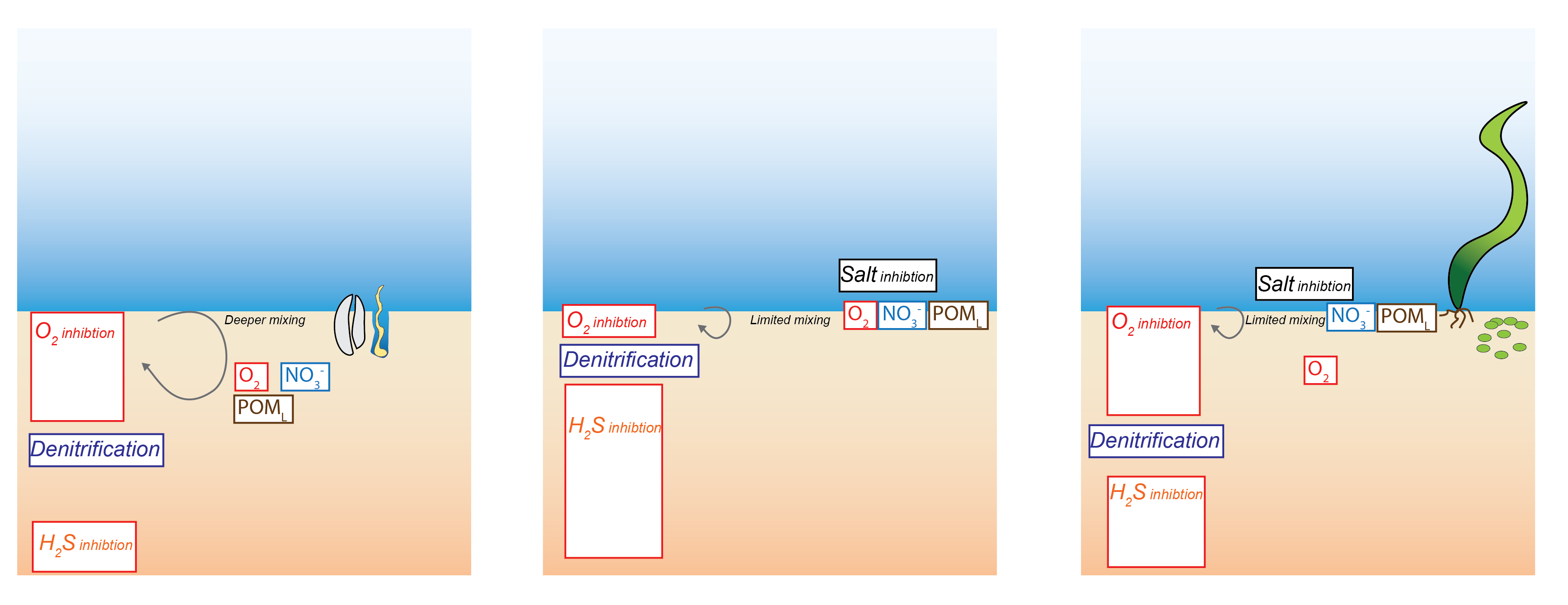 Schematic of three of the possible sediment zone denitrification results. Left: low-salinity areas were well mixed and had $O_2$ added at a relatively deep layer. Centre: high-salinity zones had little mixing and so influxing chemicals were confined to the very top layers. Right: High-salinity zones with plants had $O_2$ but not other variables mixed into the deeper layers.