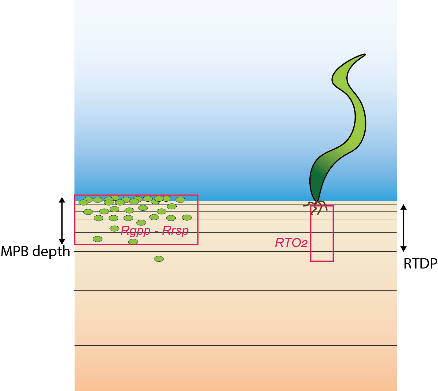 Schematic of the new parameterisation of $O_2$ injection into the sediment. Left: $O_2$ is released where $MPB$ are respiring. Right: $O_2$ comes from plant roots to the depth of *RTDP*.