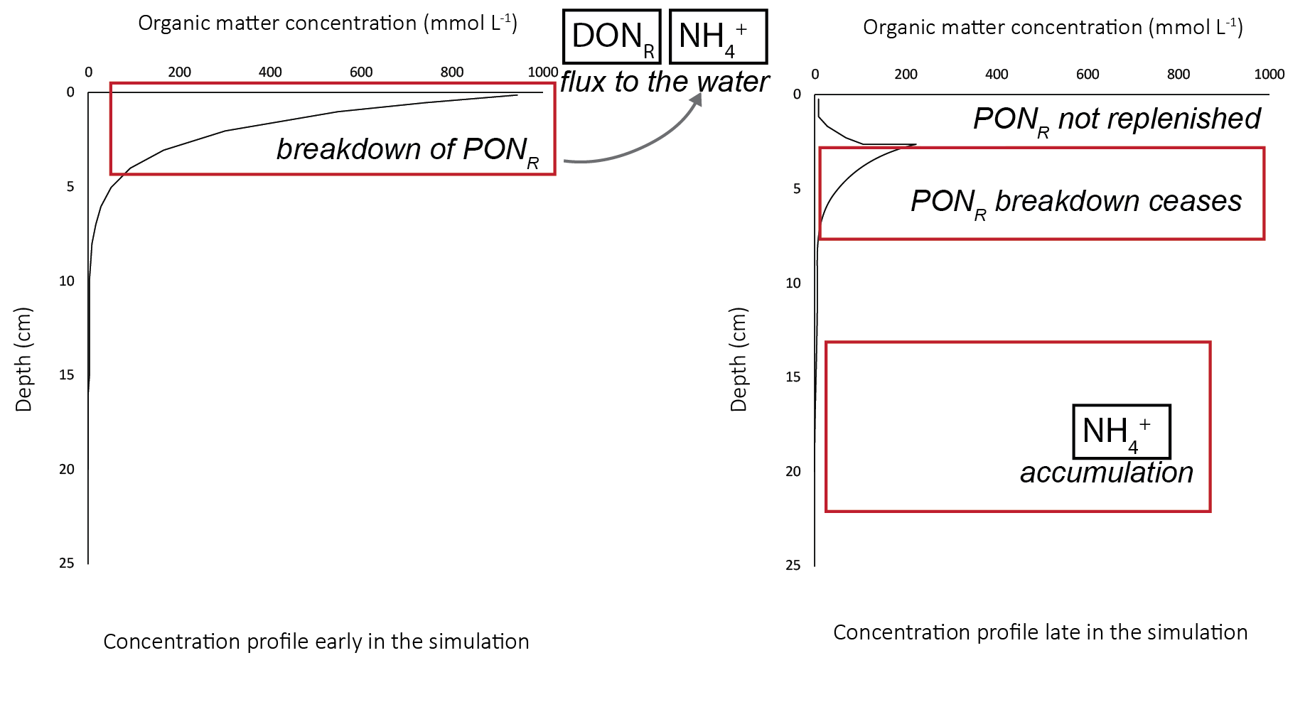 Schematic of the fate of $PON_R$ over the course of a long simulation. Left - in the initial phase, the concentration resembled the initial profile. The $PON_R$ broke down to $DON_R$ and $NH_4^+$. Right - later in the simulation, the upper 5 cm had a much lower $PON_R$ concentration.