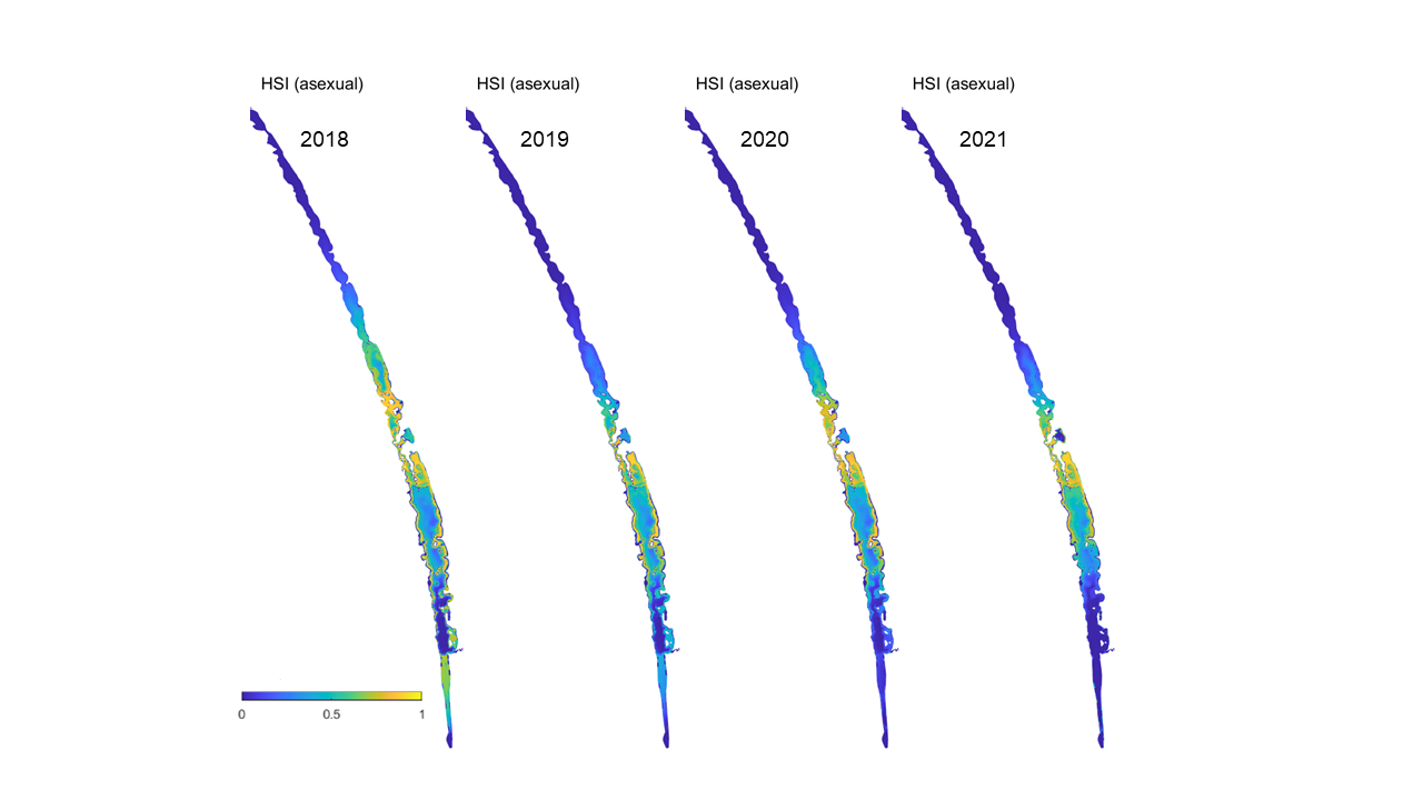 Overall Habitat Suitability Index for the successful completion of the asexual life cycle in the Coorong, for the Base Case in 2018 - 2021. An HSI of 0 (dark purple) represents unsuitable habitat conditions, while an HSI of 1 represents optimal conditions (yellow).