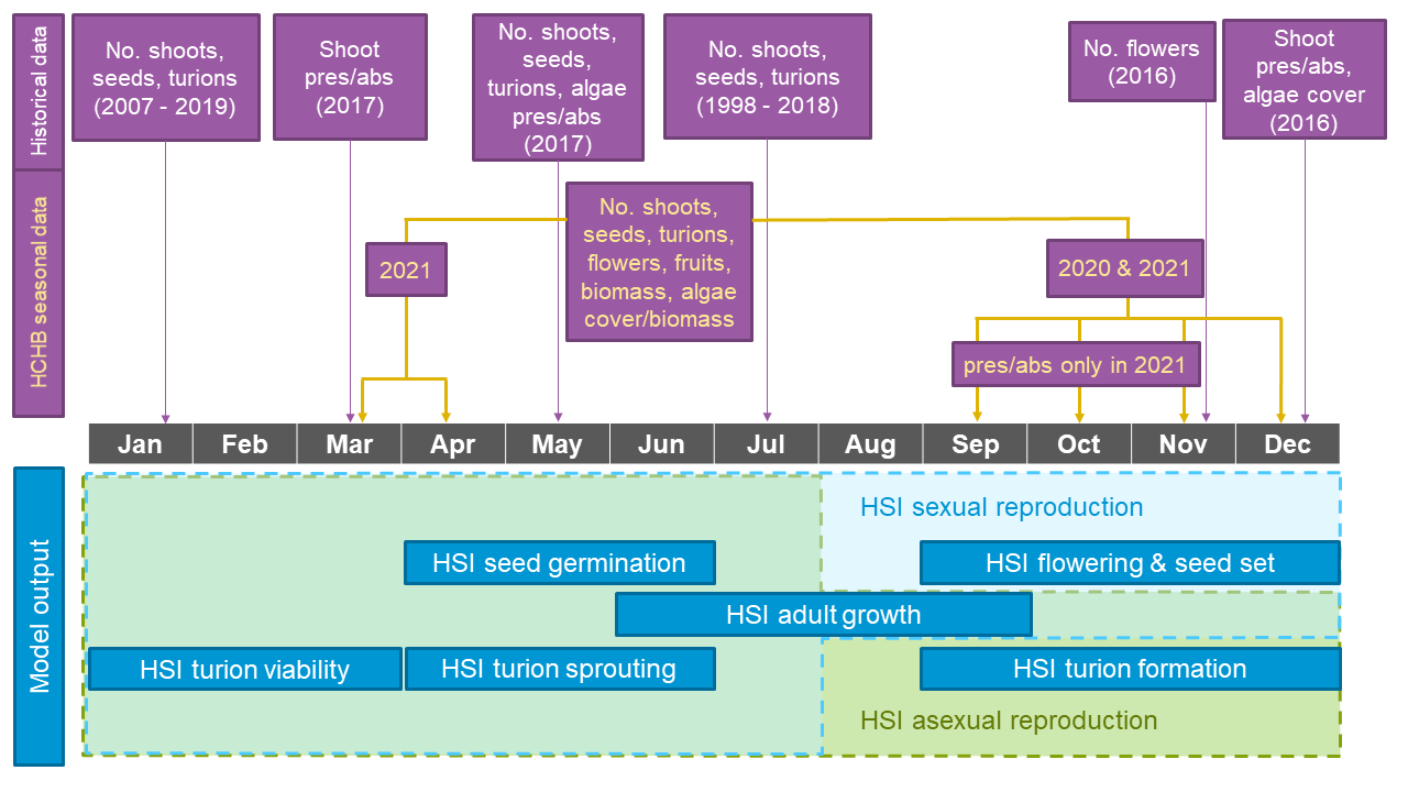 Overview of *Ruppia* survey datasets showing sampling periods and types of data collected (purple boxes, with HCHB data highlighted in yellow), versus habitat model output (HSI, blue boxes) on a timeline. For model output, life-stages involved in the integration of overall sexual reproduction success are shaded in light blue (with light blue dashed outline), and life-stages involved in the integration of overall asexual reproduction success are shaded in light green (with green dashed outline). Please note that the integration method shown reflects the updated *Ruppia* model (Generation 2.0), for detailed information on the differences between Generation 2.0 model and Generation 0 model (pre-HCHB) please refer to Section 8.1.4.
