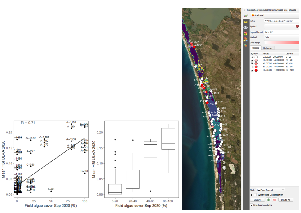 Site algae cover (%) in 2020 Sep (circles) overlaid on HSI model output for Ulva in 2020 (right), and validation plots for the entire lagoon (left, 600m buffer). An HSI of 0 (dark purple) represents unsuitable habitat conditions, while an HSI of 1 represents optimal conditions (yellow).