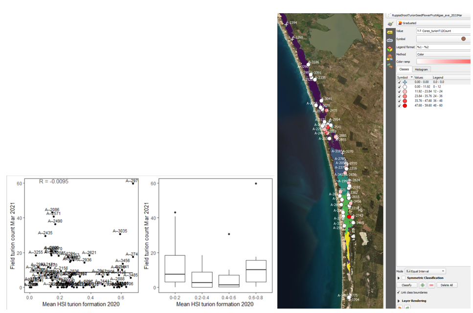 Average turion count per core in 2021 Mar (circles) overlaid on HSI model output for turion formation in 2020 (right), and validation plots for the entire lagoon (left, 600m buffer). An HSI of 0 (dark purple) represents unsuitable habitat conditions, while an HSI of 1 represents optimal conditions (yellow).