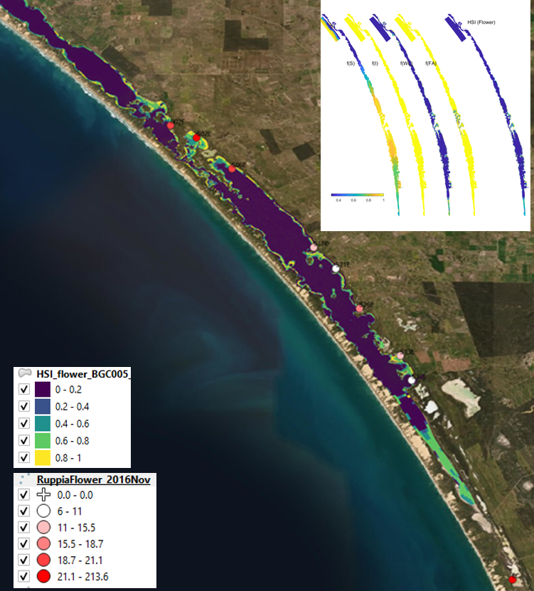 Average flowerhead count per square meter quadrat in 2016 November (circles) overlaid on HSI model output for flowering and seed set in 2016. Inset on top right shows the overall habitat suitability for the flowering and seed set phase of Ruppia as a function of salinity f(S), light f(l), water level f(WL), and presence of filamentous algae f(FA). An HSI of 0 (dark purple) represents unsuitable habitat conditions, while an HSI of 1 represents optimal conditions (yellow).