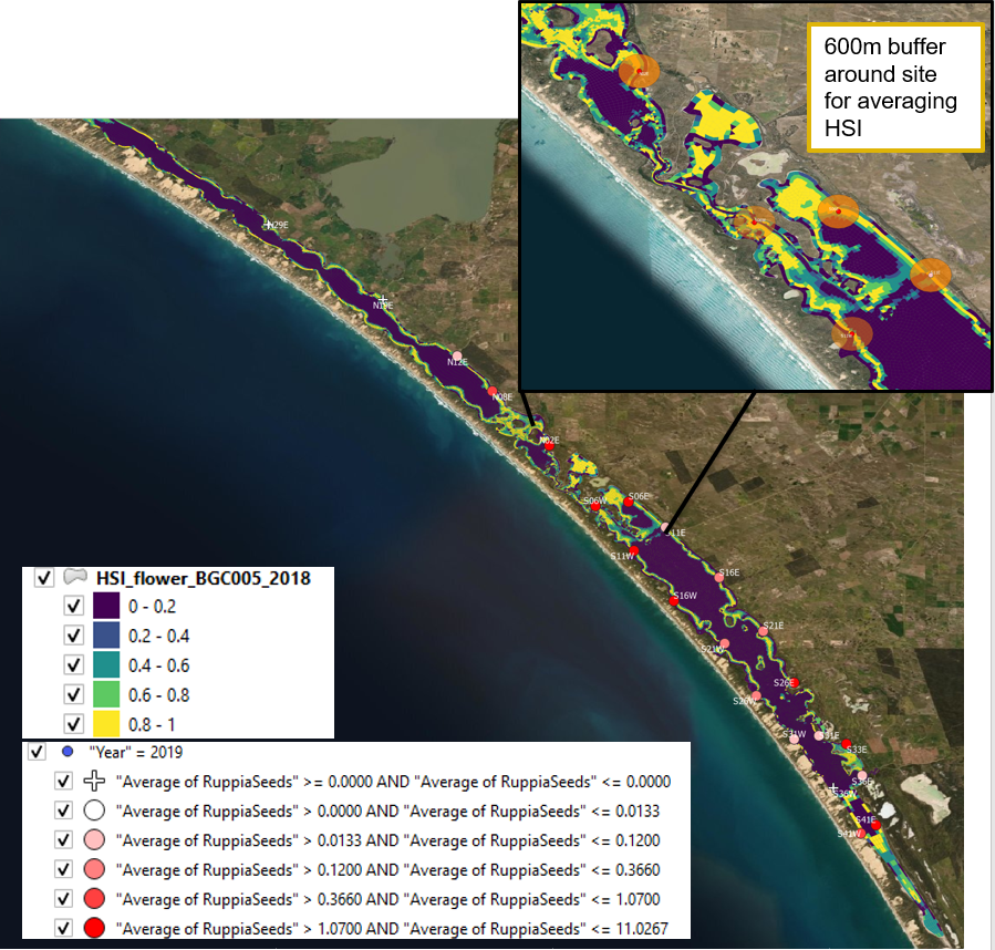 Average seed count per core in **2019 January** (circles) overlaid on HSI model output for flowering and seed set in 2018. A HSI of 0 (dark purple) represents unsuitable habitat conditions, while an HSI of 1 represents optimal conditions (yellow). Inset shows the size of the buffers created around sampling sites.