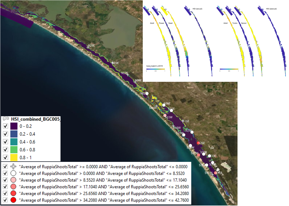 Average shoot count (green and brown) per core in **2019 January** (circles) overlaid on HSI model output for combined sexual and asexual cycle in 2018. Inset on top right shows the overall habitat suitability for the completion of sexual and asexual life cycle of Ruppia by integrating the HSI results for each life stage. An HSI of 0 (dark purple) represents unsuitable habitat conditions, while an HSI of 1 represents optimal conditions (yellow).