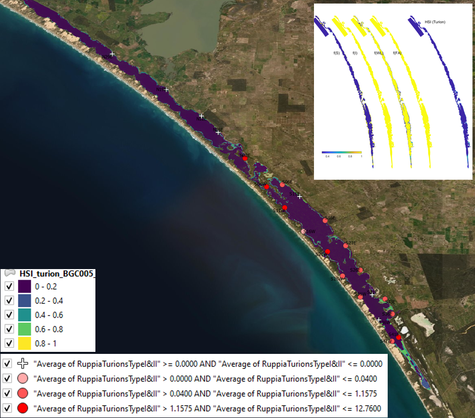 Average turion count (type I and II) per core in **2019 January** (circles) overlaid on HSI model output for turion formation in 2018. Inset on top right shows the overall habitat suitability for the turion formation phase of Ruppia as a function of salinity f(S), light f(l), water level f(WL), and presence of filamentous algae f(FA). An HSI of 0 (dark purple) represents unsuitable habitat conditions, while an HSI of 1 represents optimal conditions (yellow).