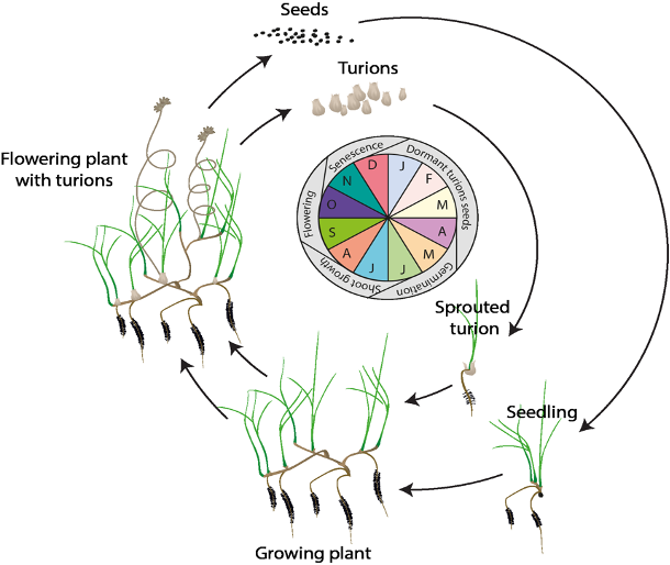 Overview of the sexual and vegetative life cycles of *Ruppia tuberosa* (from Collier et al. 2017).