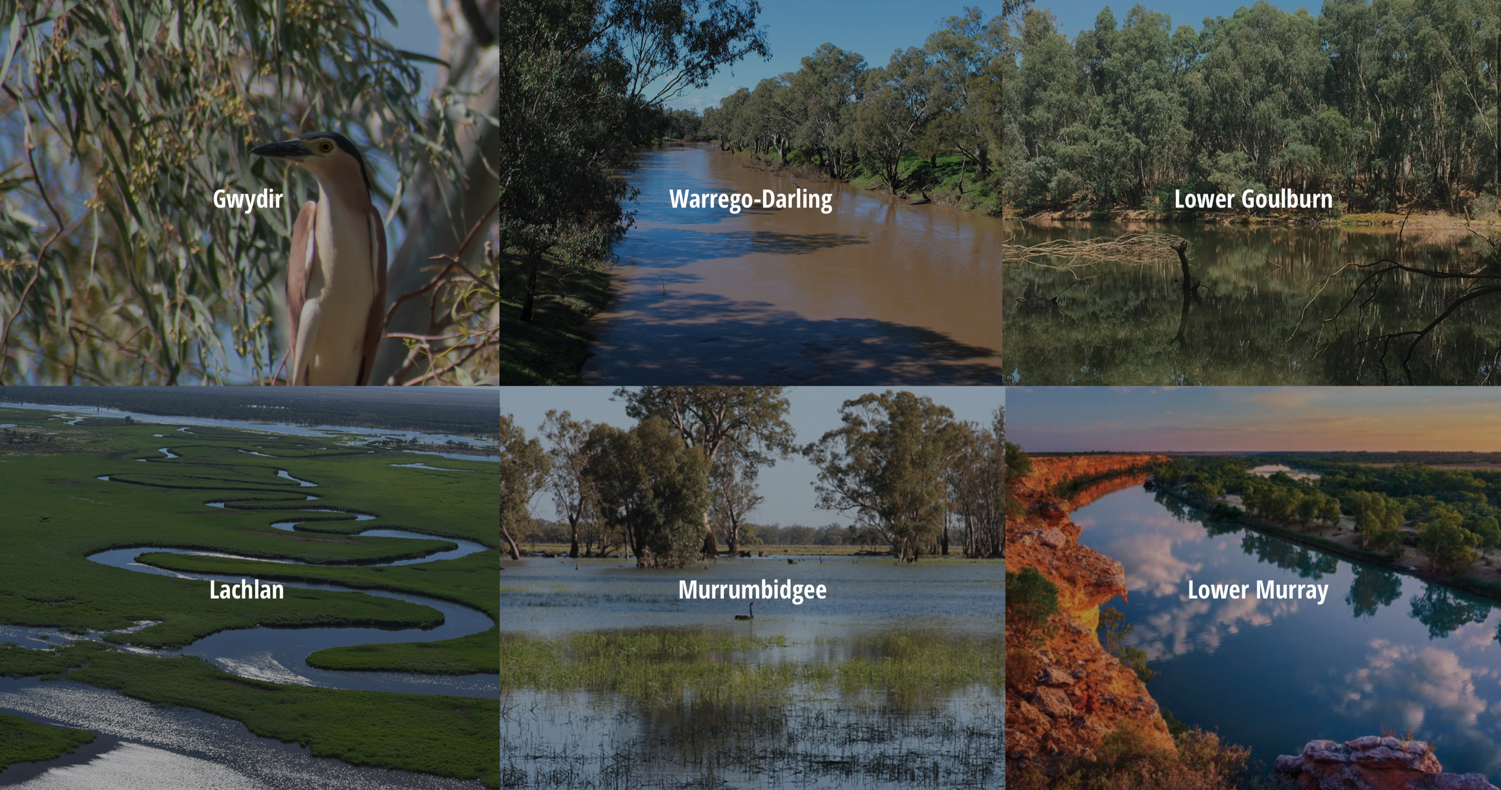 Focus study sites where environmental water delivery is assessed in the MDB. Visit: https://flow-mer.org.au