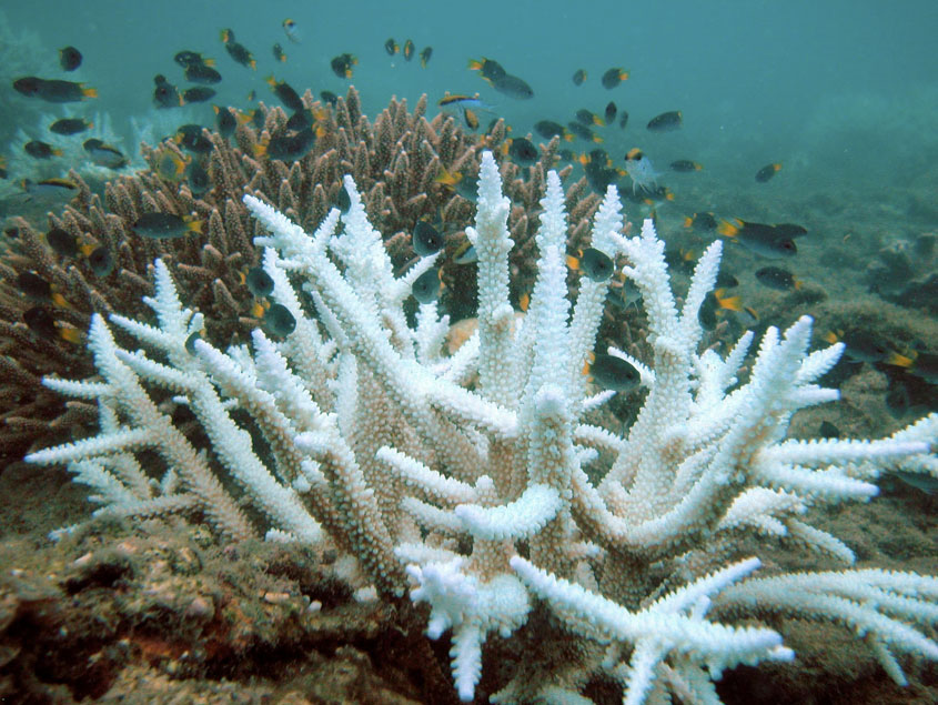 Bleached coral (foreground) and normal coral (background). CC BY 3.0, https://en.wikipedia.org/w/index.php?curid=32829631