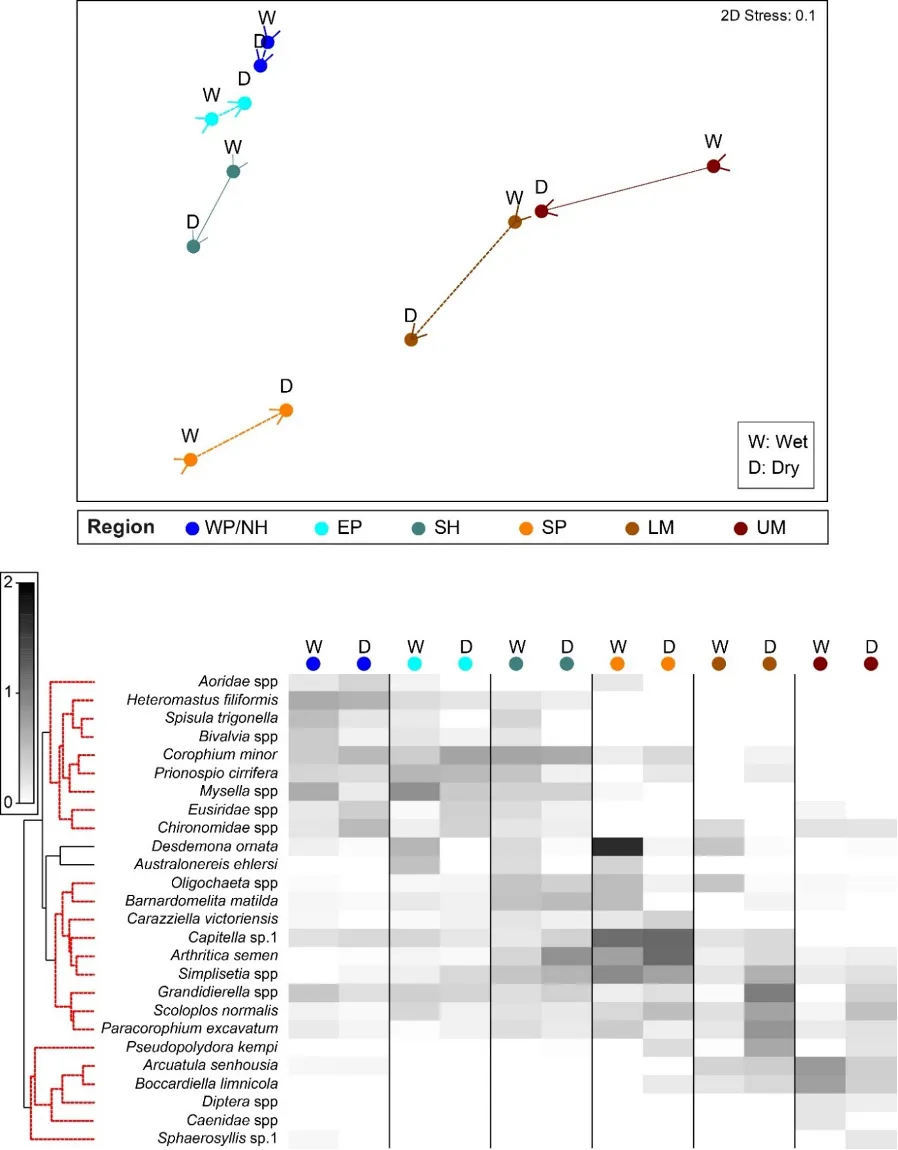 (a) Plot of the relative similarity of the invertebrate communities in each region (colour coded: WP/NH, Western Peel Inlet/ Northern Harvey Estuary; EP, Eastern Peel Inlet; SH, Southern Harvey Estuary; SP, Serpentine River; LM, Lower Murray River; UM, Upper Murray River) and season (black labels: W, Wet; D, Dry) sampled in the Peel-Harvey in 2017–18. Points closer together have more similar communities, and sampling seasons in each region are joined by colour-coded lines. Plots have been constructed using MDS ordination. (b) Shadeplot of the average abundance of key invertebrate species in each region and season. Abundance is shown on a grey scale from most abundant (black) to absent (white), and has been plotted from pretreated not raw data.