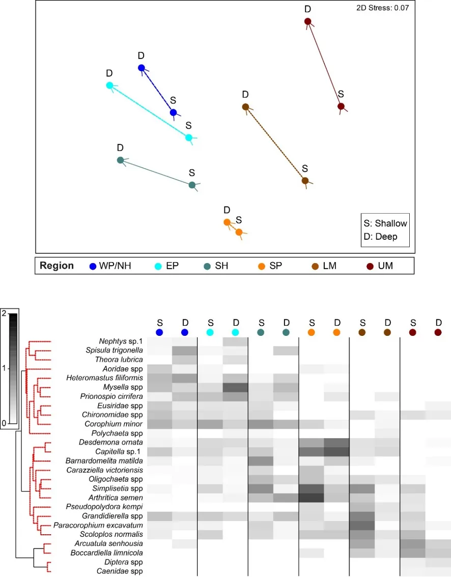 (a) Plot of the relative similarity of the invertebrate communities in each region (colour coded: WP/NH, Western Peel Inlet/ Northern Harvey Estuary; EP, Eastern Peel Inlet; SH, Southern Harvey Estuary; SP, Serpentine River; LM, Lower Murray River; UM, Upper Murray River) and depth (black labels: S, Shallow; D, Deep) sampled in the Peel-Harvey in 2017–18. Points closer together have more similar communities, and sampling depths in each region are joined by colour-coded lines. Plots have been constructed using MDS ordination. (b) Shadeplot of the average abundance of key invertebrate species in each region and depth. Abundance is shown on a grey scale from most abundant (black) to absent (white), and has been plotted from pretreated not raw data.