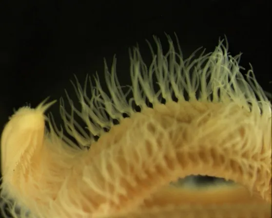 Bait worm *Marphysa sanguinea*, showing gill structures (Photo, S. Cronin-O’Reilly).