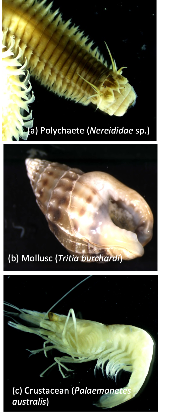 Examples of benthic invertebrates collected from the Peel-Harvey. (Photos credit: a & c, S. Cronin-O-Reilly; b, M. Wildsmith).