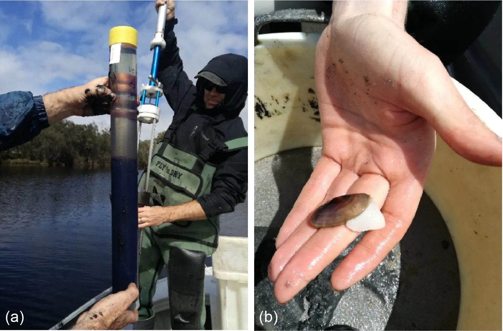 (a) Collecting sediment cores using a telescopic corer with a detachable PVC coring tube; (b) Sieving sediment samples to collect benthic invertebrates (Photos, S. Cronin-O’Reilly).