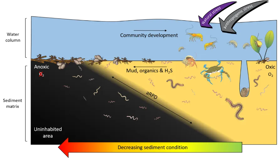 Benthic invertebrate community development along a gradient of increasing environmental stress. Diverse faunas are gradually replaced by a small number of dominant species (often highly tolerant worms and select bivalves).