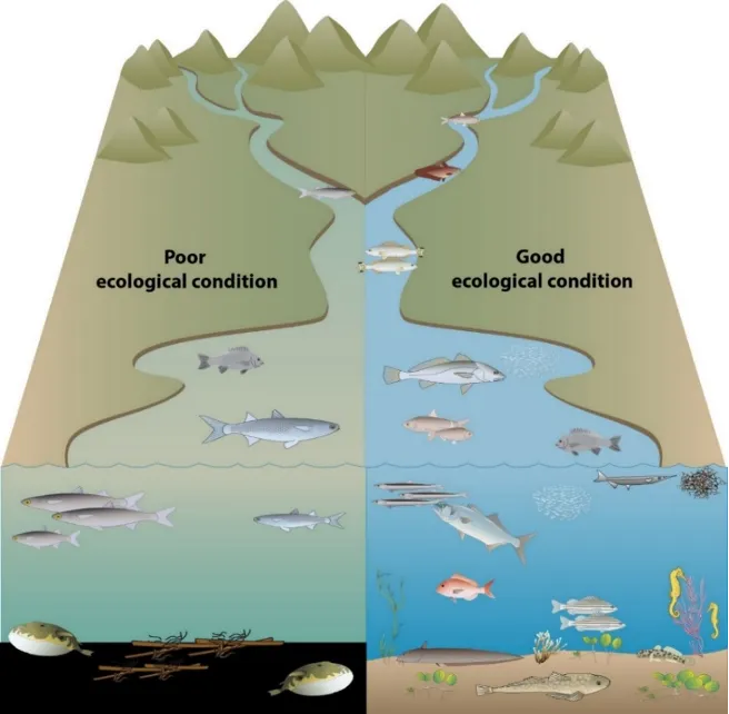 Conceptual diagram of predicted responses of the estuarine fish community to poor and good ecological condition (‘health’). Images courtesy of the Integration and Application Network, University of Maryland Center for Environmental Science (ian.umces.edu/symbols/). Reproduced from Hallett et al. (2019a).