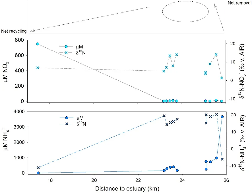 Changes in NO~3~^-^ (centre, left axis, blue circles) and NH~4~^+^ (bottom, left axis, blue circles) in the Waroona Drain as water leaves the wastewater treatment plant (~26 km from the estuary) and approaches the Harvey Estuary. Data is from the summer sampling campaign. Note the very high NH4+ concentrations and low δ^15^N values (right axis, black crosses) closest to the plant. The isotope ‘source’ signature is almost immediately lost, and over 4 km in the drain, all of the NH~4~^+^ has converted to NO~3~^-^ via microbial reactions.