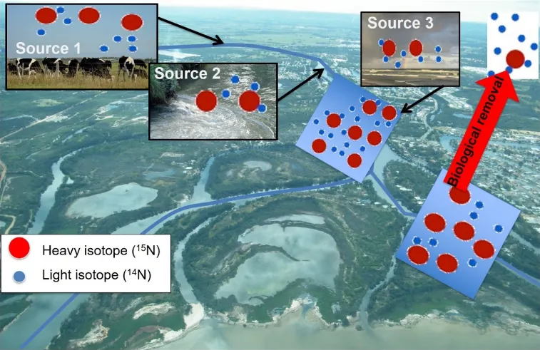 Different nutrient sources (e.g. livestock waste, wastewater treatments, rain) have different quantities of heavy vs light isotopes. These sources will mix in surface waters, where biological removal will again alter the ratio of heavy to light isotopes by preferentially removing the latter.