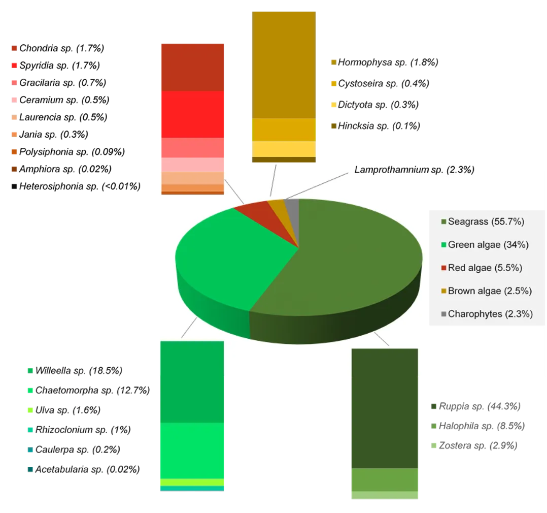 Percentage contributions of each broad macrophyte group to the total macrophyte biomass (across all sampling sites in spring 2017 and autumn 2018) and the contribution of each species comprising each group.