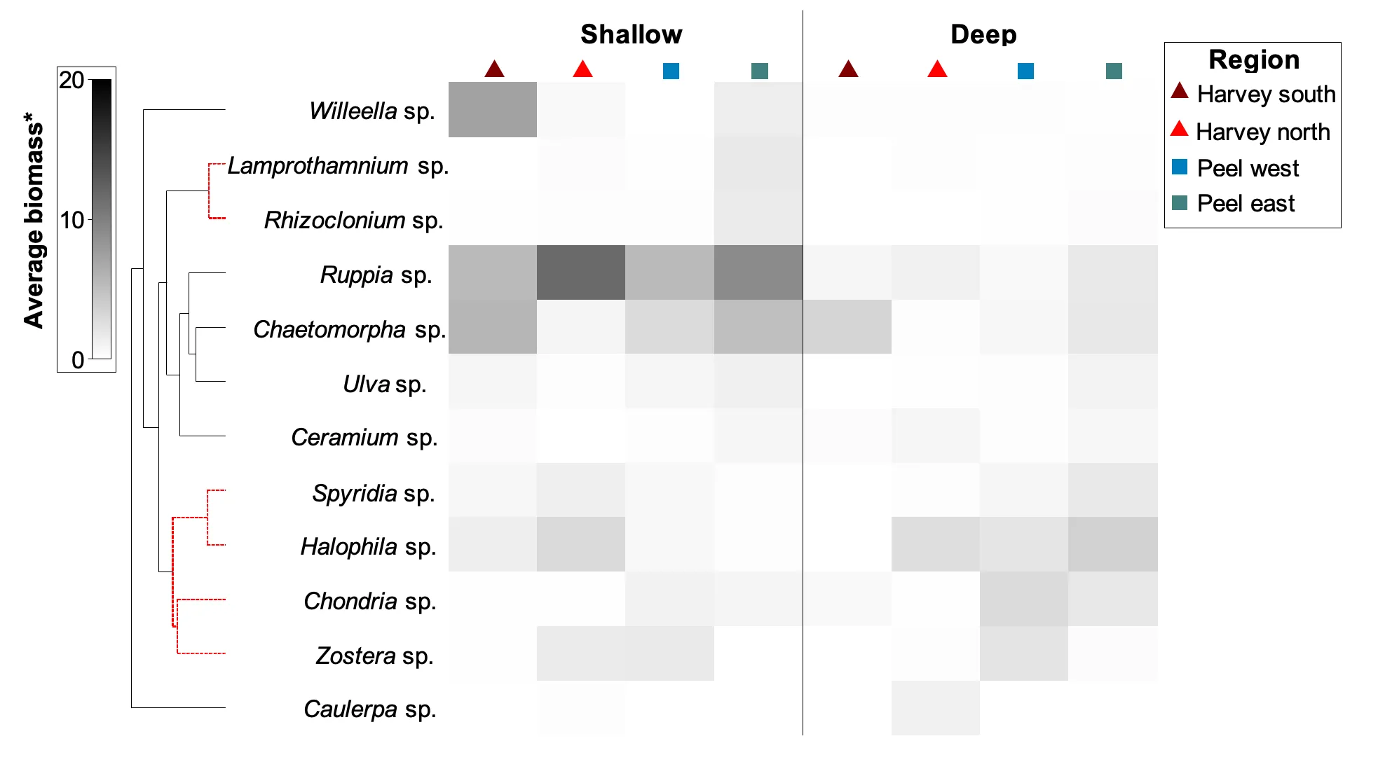 Shadeplots of average biomass of each macrophyte taxa in each region and water depth in 2017–2018. Biomass is shown on a grey scale from highest biomass (black) to absent (white). Average biomass values, which have been derived from the data recorded at each site, are presented on a pretreated (square-root transformed, dry weight g/m^2^) not raw scale.