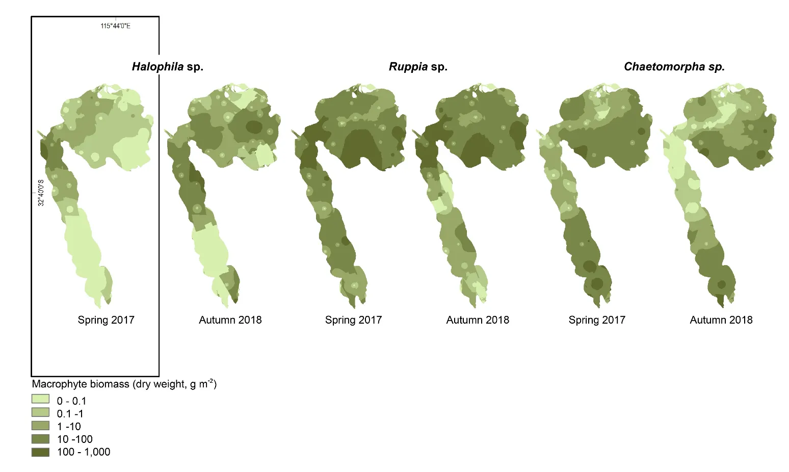 Average biomass of abundant macrophytes recorded in spring 2017 and autumn 2018 (seagrasses Halophila sp. and Ruppia sp. and green macroalgae *Chaetomorpha* sp.), interpolated throughout the Peel-Harvey Estuary. Interpolated values were derived from the average biomass at each site in each season.