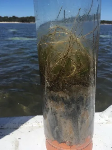 Example of a sediment core used to sample macrophyte biomass across the estuary (Photo, O. Krumholz).