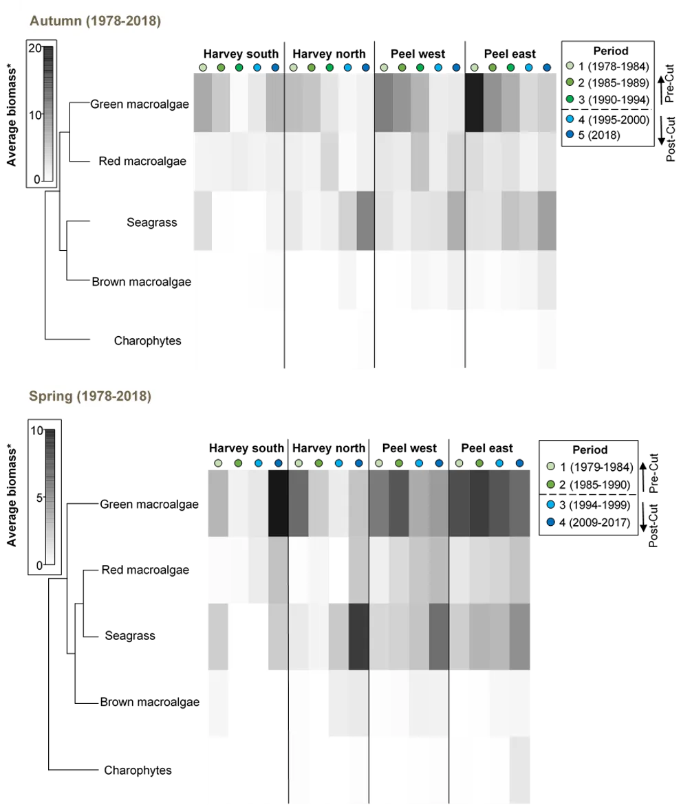 Shadeplots of average biomass of each macrophyte group in each period (from 1978–2018) and estuarine region in autumn (top) and spring (bottom). Biomass is shown on a grey scale from highest biomass (black) to absent (white). *Average biomass values, which have been derived from the data recorded at each site, are presented on a pretreated (square-root transformed, dry weight g m-2) not raw scale.