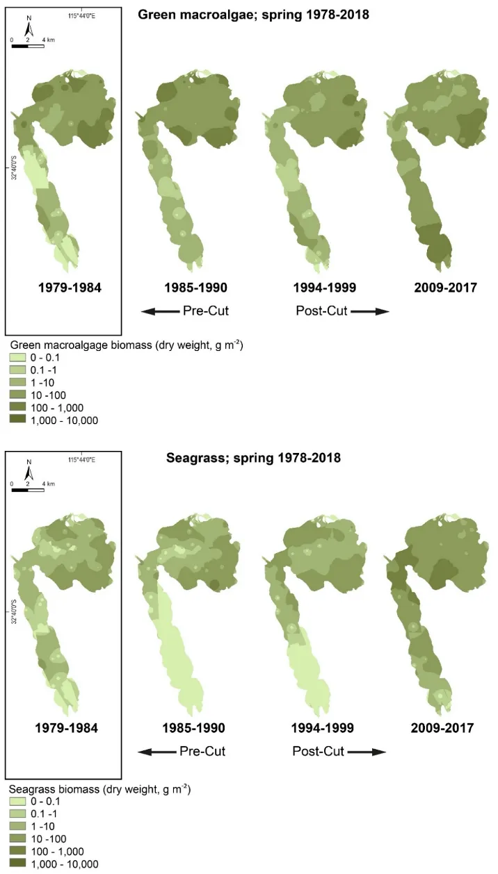 Average spring biomass of green macroalgae (top) and seagrass (bottom) interpolated throughout the Peel-Harvey Estuary in each period from 1978–2018. Interpolated values were derived from the average biomass at each site in each period.