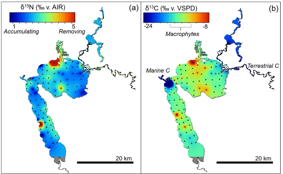 (a) Map of sediment nitrogen stable isotope values (δ^15^N) and carbon (δ^13^C) interpolated throughout the estuary. These values were measured on the total nitrogen (TN) and organic carbon (OC) pools, as reported in Fig. 6.9. Circles denote sediment sampling sites.