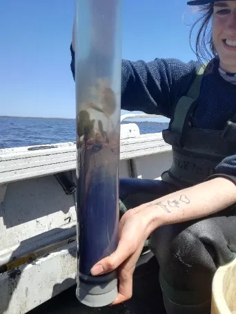 Core with oxygenated sediment (grey/ brown) and anoxic sediment (black) (Photo, C. Hallett).