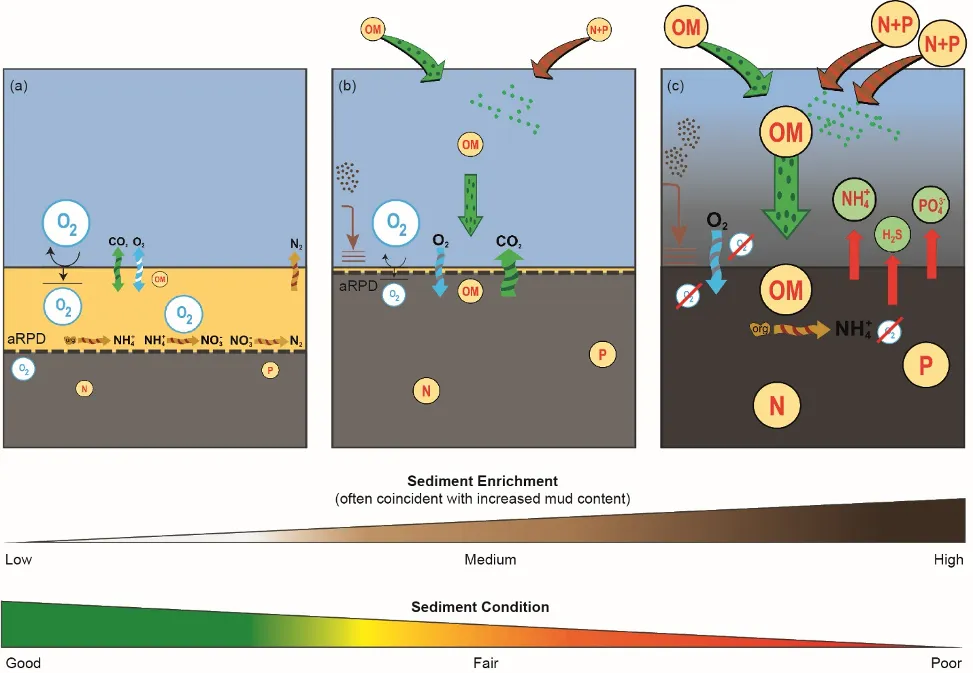 Conceptual model of the effects of progressive enrichment with organic matter (OM) and nutrients on sediment condition and biogeochemistry (from Hallett et al., 2019). Increasing enrichment leads to declining sediment condition, including a shift from (a) oxic to (c) anoxic conditions. This disrupts nutrient cycling between the sediment and overlying water and leads to the accumulation and potential release of inorganic nutrients (ammonium, phosphates) and toxic sulfides. (aRPD – apparent Redox Potential Discontinuity, which reflects the depth of oxygen penetration into the sediment). Reproduced from Hallett et al. (2019) with permission from the *Royal Society of Chemistry*.