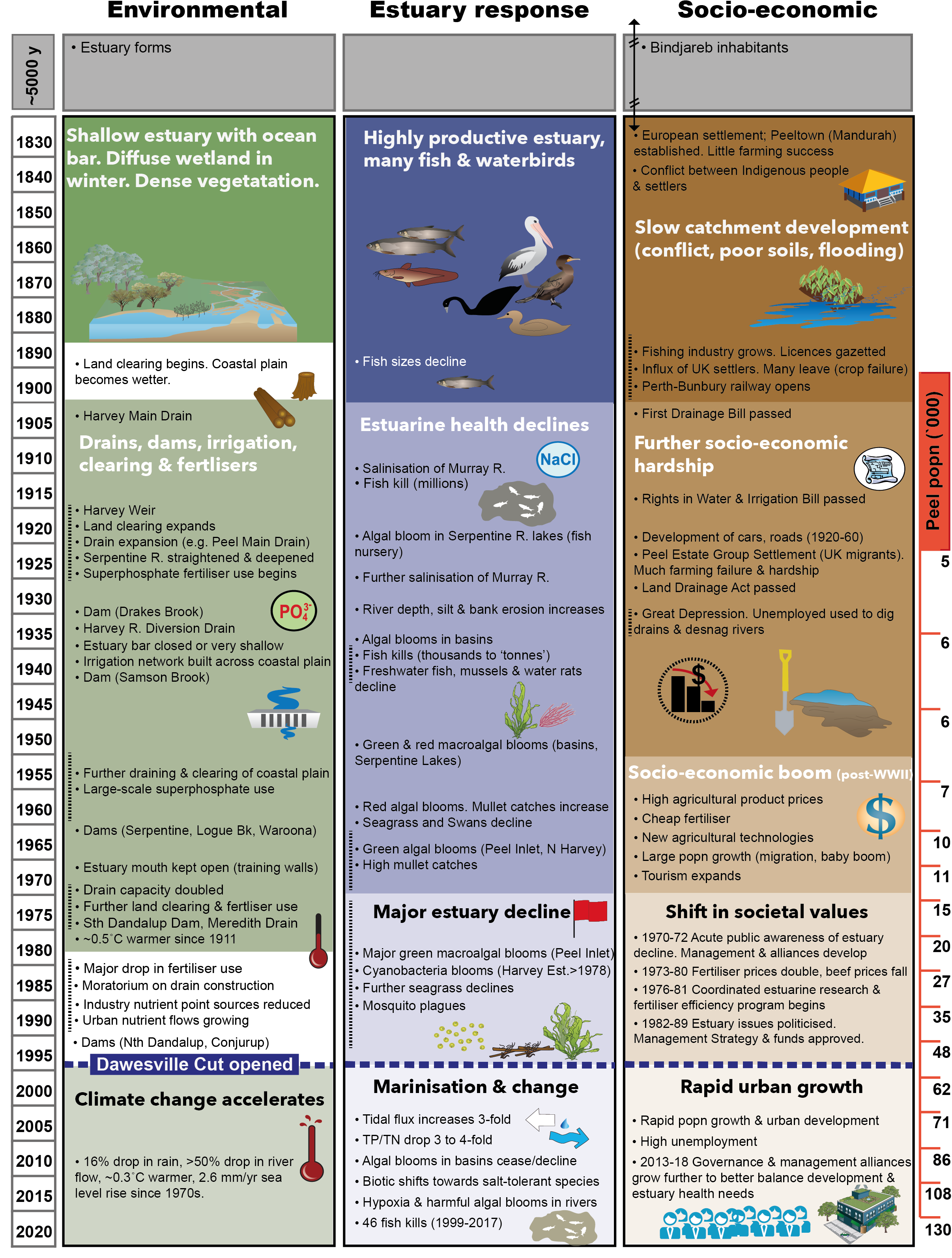 Summaries of key environmental, estuary response and socio-economic changes in the Peel-Harvey system from the early 1800s to 2020. Note that these timelines are non-exhaustive. Information sources include Hodgkin  et al. (1981), Bradby  (1997), McComb  and Humphries (1992), Brearley  (2005), Cuthbert et al. (2007), Silberstein et al. (2012), Australian Bureau of Statistics, 2018 and DWER unpubl. data. Figure reproduced from Valesini et al. (2019) with permission from publisher.